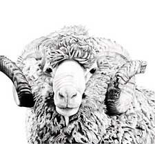 art & sculpture